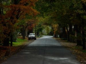 Maintaining the tree canopy of Waterford Virginia Streets