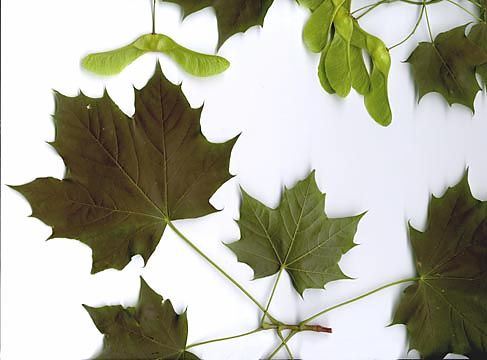 Maple Tree Leaf Identification Chart