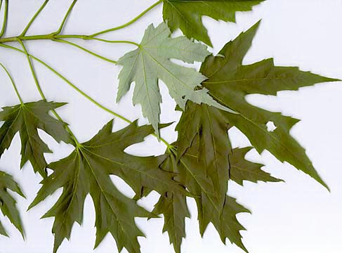 The World´s Tree Species: Silver maple leaf