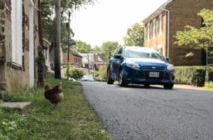 Chickens help reduce the speed of traffic in Waterford VA