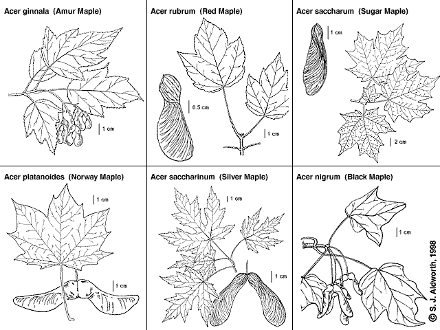 Identification Chart For Leaves