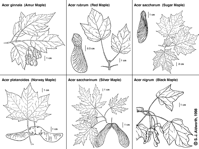 Maple Tree Leaf Identification Chart