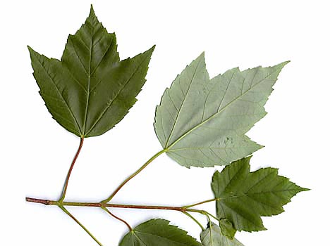 Maple Tree Leaf Identification Chart