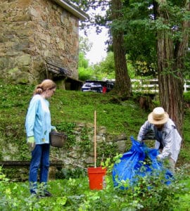 Weeding the Village Green in Waterford VA in Loudoun County