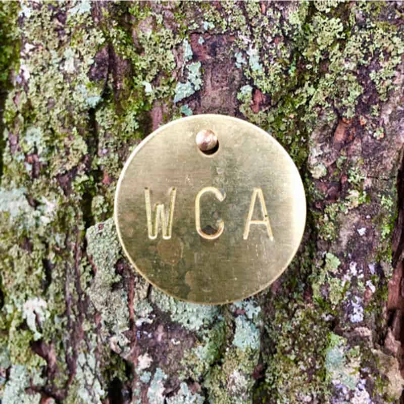 How to Identify Maple Trees  Waterford Citizens' Association (WCA) of  Waterford Virginia